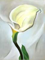 Calla Lily Turned Away